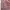 Carhartt Y2K Reworked Mini skirt Wanita pink photo 3