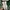 converse all star ballet slip original  photo 3