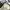 Converse Casual Sneakers Pria white black photo 6