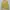 Cardigan Rajut Yellow Lembut photo 1