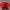 Casual Crop Top Wanita Red