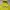 Hoodie lime photo 2