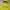 Hoodie Lime