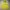 Hoodie lime photo 1