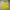Hoodie Lime