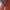 Raket Tenis Wilson US OPEN BLX 100 photo 1