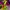 Designer Colorful Outfit