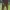 Cotton Ink Green Pants  photo 4