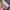 ZARA Luxury Midi dress Wanita purple photo 8