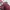 Chiffon Marron Crop Top Puffed Sleeve