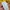 Streetwear Windbreaker Pria navy yellow photo 6