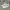 Converse Hi Chunk Taylor White photo 1