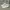 Converse Hi Chunk Taylor White