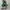 Converse Chuck Taylor All Star 70S Classic Hi Green photo 6