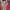 Base Layer Outdoor Millet Merah Longsleves photo 3