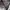 Lyle & Scott Streetwear Vintage Blazer Pria tan photo 4