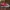 Vans Slip On Checkerboard Red Flame Original 