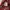 Avirex Grunge Goth Casual shirt Pria burgundy white red brown black photo 8