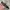Sintetis belt kilat line NWHC8L 16 BK2 photo 4