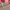 Disney Vintage Pria pink photo 3