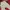 Alpina Cargo Pants Big Pocket photo 1