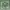 Blackyak Vintage Pria green photo 4