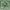 Blackyak Vintage Pria Green