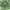 Blackyak Vintage Pria green photo 2