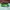 Adidas SL 72 RS Green Yellow photo 1