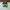 Adidas SL 72 RS Green Yellow photo 5