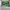 Adidas SL 72 RS Green Yellow photo 4