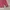 kaos panjang pria UNIQLO long sleeve polos merah bata murah  photo 5