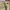 dickies 874 khaki pants photo 7