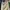 dickies 874 khaki pants photo 1