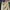 Dickies 874 Khaki Pants