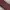 Dolce & Gabbana Vintage Luxury Belt Pria brown photo 5