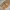 Berne Vintage Streetwear Denim Jacket Pria Tan