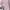 • Cordu Pink • photo 3