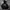 DICKIES ART 22 photo 1