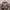 Salomon XT6 vanilla/ feather grey/ cloud rose  photo 3