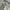 Marni Luxury Skirt Wanita cream photo 4