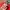 ZARA Luxury Maxi dress Wanita red photo 7