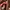 Shoulder bag (Guess) Kulit burung photo 6