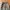 Spao parachute cargo pants Bahan nylon parasut tebal  type w photo 4
