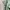 Uniqlo Streetwear Formal shirt Pria green photo 5