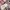 Burberry London Belt Trench Coat photo 6