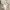 Blossom H Company The Trench Coat Beige Super Long photo 6