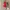 SUPER PREMIUM MARGARETH RED DRESS photo 2