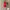 SUPER PREMIUM MARGARETH RED DRESS