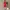 SUPER PREMIUM MARGARETH RED DRESS photo 3